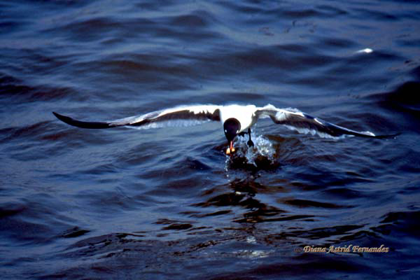 Laughing-Gull-fishing-Mississippi